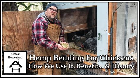 hemp bedding for chickens how we use it benefits and history youtube