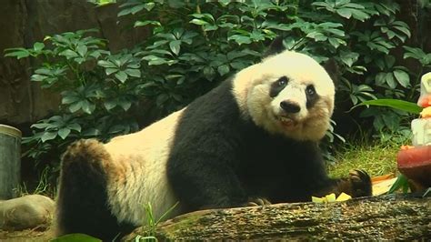 Oldest Panda Jia Jia Celebrates 37th Birthday Itv News