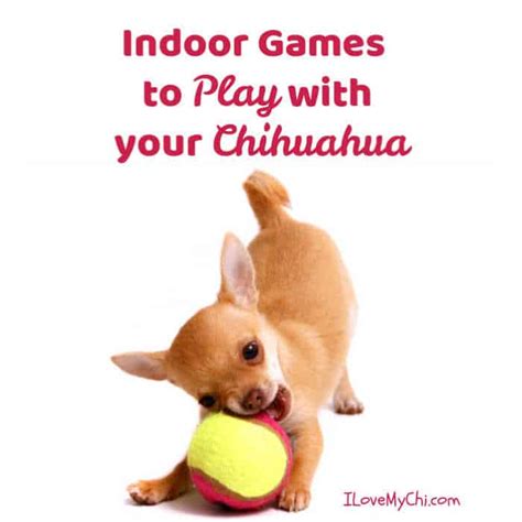 Indoor Games To Play With Your Chihuahua I Love My Chi