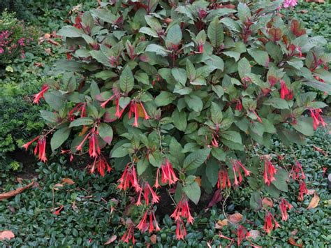 Fuchsia Triphylla World Of Flowering Plants