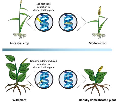 Should We Use Crispr To Domesticate Wild Plants Creating ‘biologically