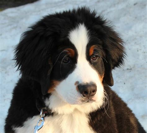 Bernese Mountain Dog Mountain Dogs Baby Animals Cute Animals Diy