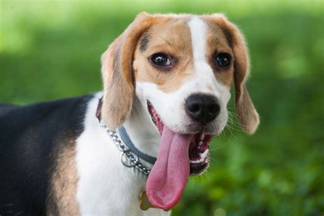 Hanging Tongue Syndrome In Dogs Symptoms Causes Diagnosis