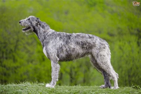 Irish Wolfhound Dog Breed Information And Facts About Wolfhounds