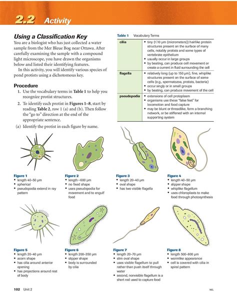 How do the internal structure … s of the tree function together to help a tree take in and lock up carbon atoms from carbon dioxide in the wood of the tree as it grows? Bacteria Dichotomous Key Worksheet Protist Classification ...