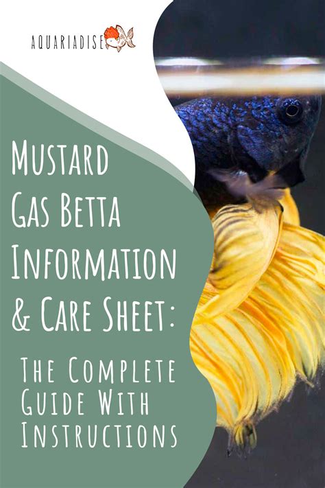 Mustard Gas Betta Complete Care Guide Information