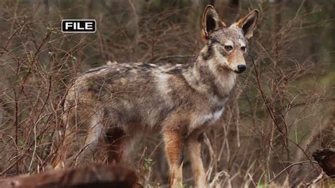 ‘alpha Male Coyote To Blame For Macedonia Pet Attacks Fox 8