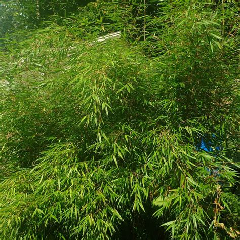 Bambou Non Tra Ant Fargesia Scabrida Asian Wonder Pot De L