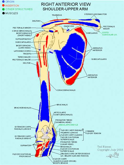 Skeleton & muscles of a human male. Muscle Bone Attachments | Body map, Biceps brachii, Arm ...