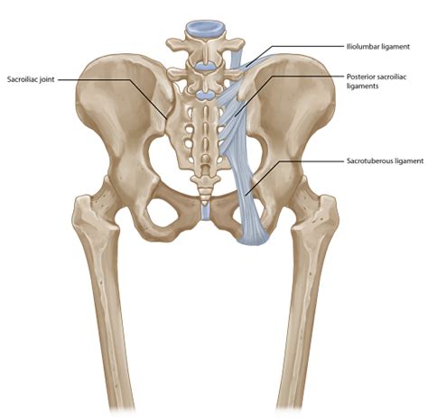 Sacrococcygeal Joint