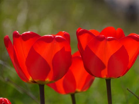 Free Images Nature Blossom Petal Bloom Tulip Spring Red Garden