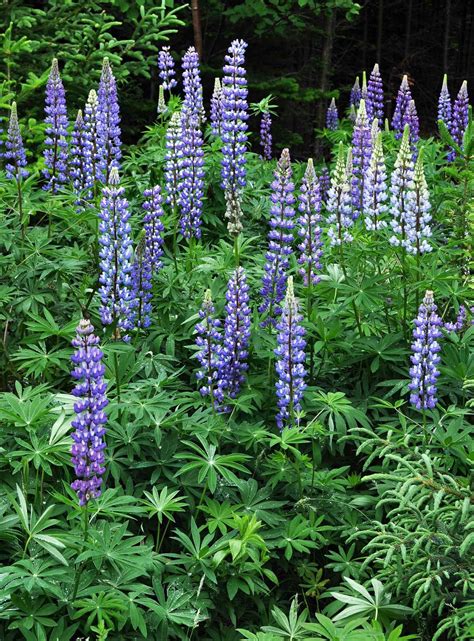 See full list on bhg.com Gallery - Lupinus polyphyllus (largeleaf lupine) (i ...