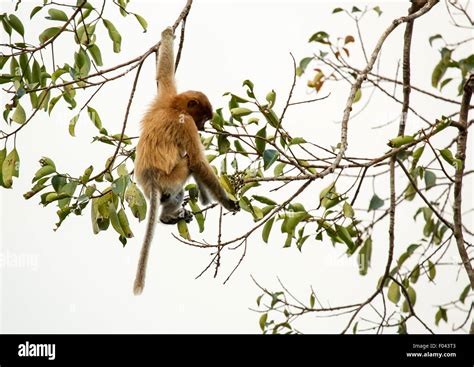 Monkey Hanging Hi Res Stock Photography And Images Alamy