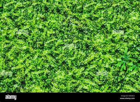 Green Plant Ground Cover Stock Photo Alamy
