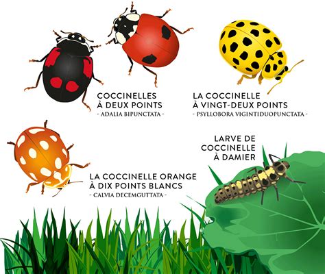 La Coccinelle à 14 Points