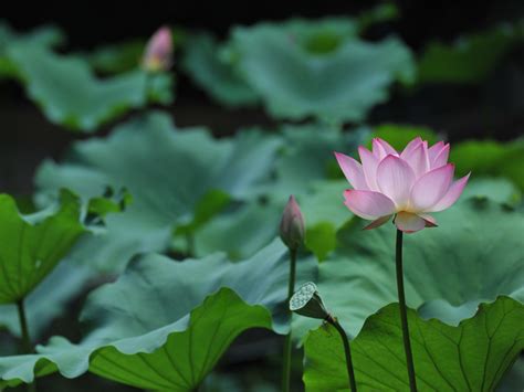 Welcome to getwallpapers, the biggest and most diverse platform for sharing and downloading wallpapers. Wallpaper Gallery - Multimedia - HKU