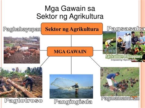 Mga Sektor Ng Agrikultura