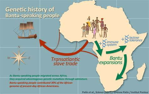 The Genetic History Of Bantu S [image] Eurekalert Science News Releases