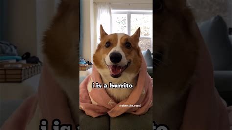 Im A Corgi Burrito Lol Youtube