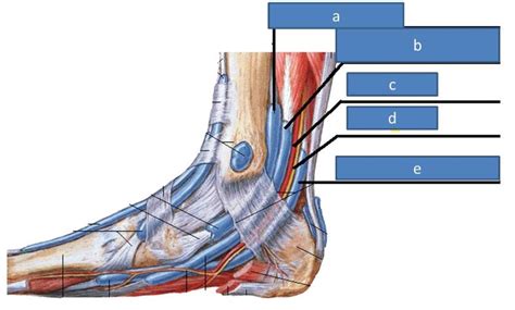 Anatomy Block Iii Popliteal Fossa And Leg Flashcards Easy Notecards
