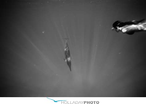 Ami emmerson gets pummeled underwater. SWIMMING WITH THE DOLPHINS : WEST SIDE OAHU HAWAII ...