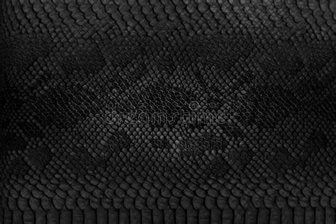 7828 Snake Leather Skin Background Stock Photos Free And Royalty Free