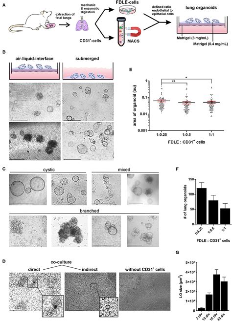 Frontiers Development And Functional Characterization Of Fetal Lung