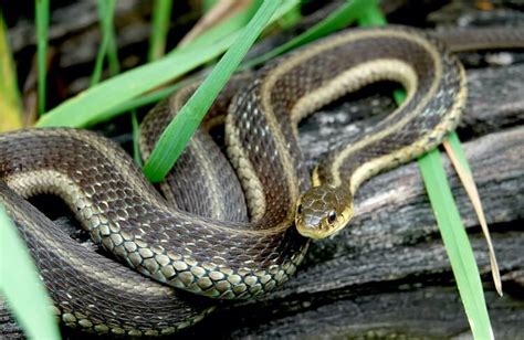 20 Types Of Garter Snakes How To Identify These Garden Snakes