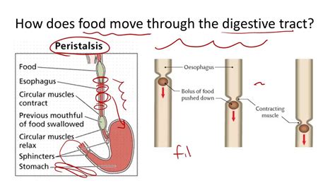 What Is Peristalsis Eomox