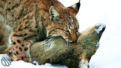 Who Would Win A Fight To The Death The Lynx Or The Wolf Quora