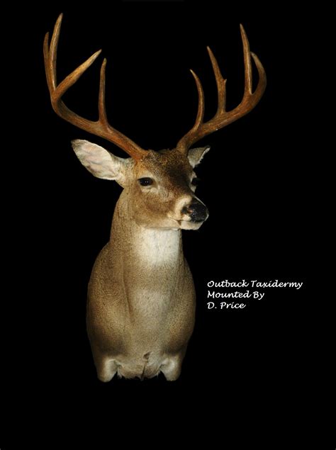 Whitetail Deer Taxidermy Outback Taxidermy