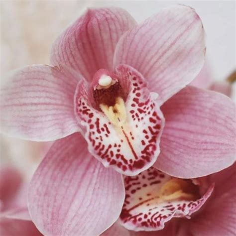 Light Pink Cymbidium Orchid Diy Wedding Flowers Flower Moxie