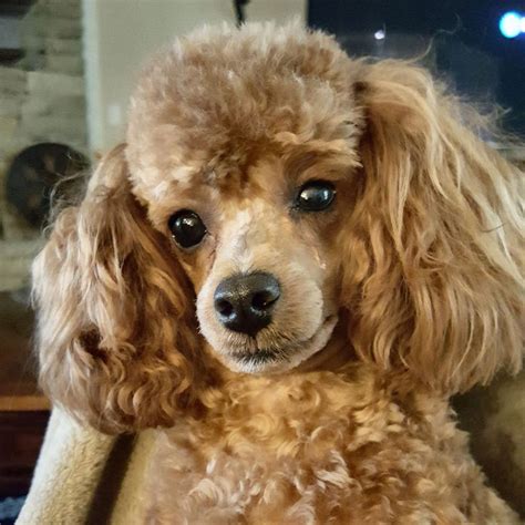Poodles Smart Active And Proud In 2020 Toy Poodle Haircut