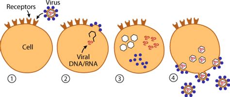 Viruses can't make new viruses on their own. 메르스 (MERS) 바이러스는 변이가 쉽게 생기는 RNA 바이러스, DNA 바이러스와의 구별점 및 종류 ...