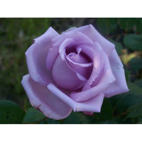 A fantastic climbing rose that will flower prolifically throughout the summer months. Bush Rose, 'Blue Moon' for sale | Online Plants Melbourne