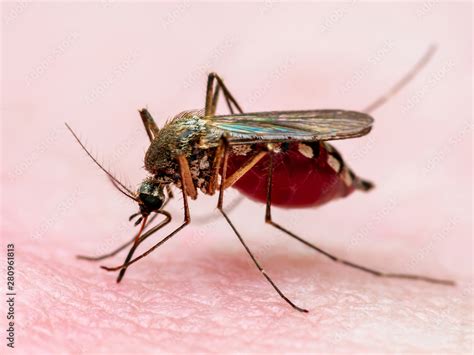 Dangerous Zika Infected Mosquito Skin Bite Leishmaniasis Encephalitis