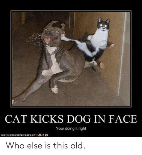 Cat Kicks Dog In Face Your Doing It Right