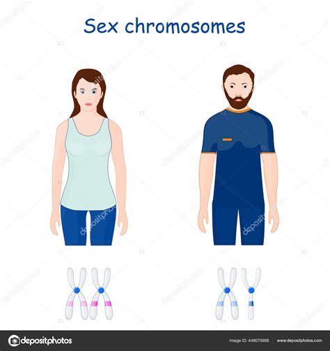 Chromosomes Sexuels Chromosome Des Allosomes Reproduction Fécondation