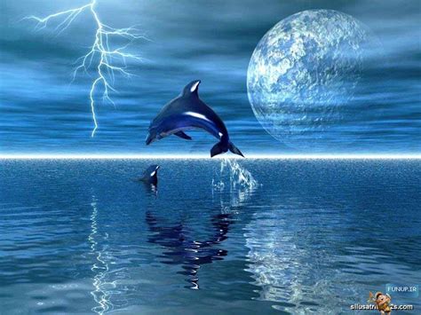 والپیر های 3d دیدنی با کیفیت فان آپ Dolphins Whale Dolphin Images