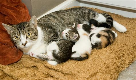Patrice Nursing Her Babies Kitty Animals Cats