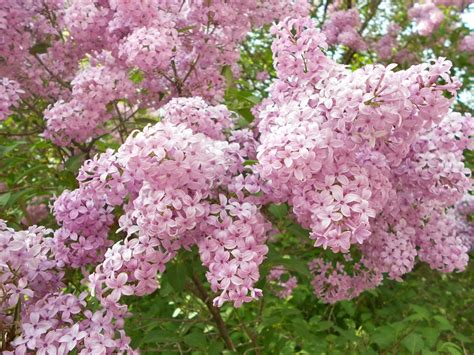 25 Ballet Lilac Seeds Tree Fragrant Flowers Perennial Seed Flower 917