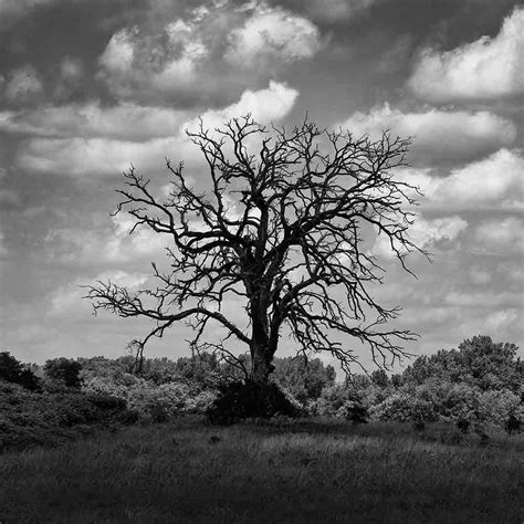 Dead Cottonwood Tree In A Cloud Shadow P6206639 Square Format