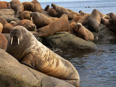 Blue Zoo Walrus One World One Ocean