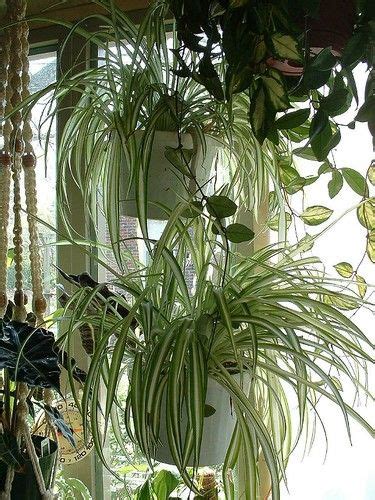 Many cats see plants as a source of food and fun. Chlorophytum comosum | Spider plant care, Spider plants ...