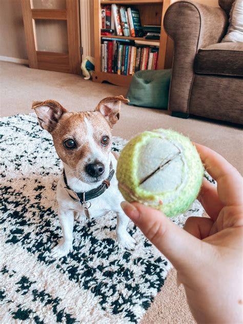 The Tennis Ball Rattle Diy Brain Games For Dogs Bounce And Bella