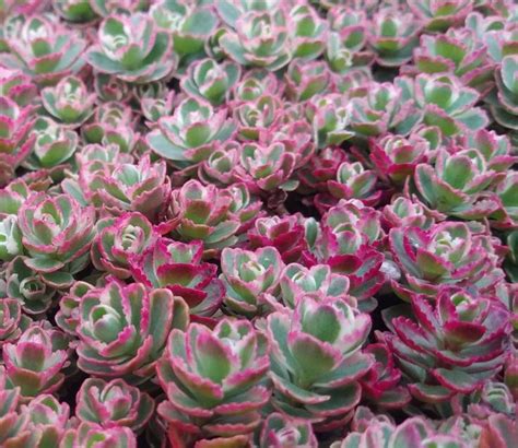 10 Planting Succulents In The Ground