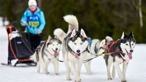 13 Best Sled Dog Breeds That Do More Than Pulling Sleds Puplore