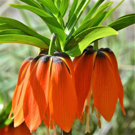 Fritillaria Crown Imperial Aurora Easy To Grow Bulbs