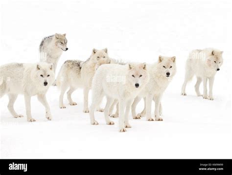 Arctic Wolf Pack Hunting