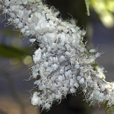 Woolly Aphid Control How To Get Rid Of White Fluffy Bugs Appearing In